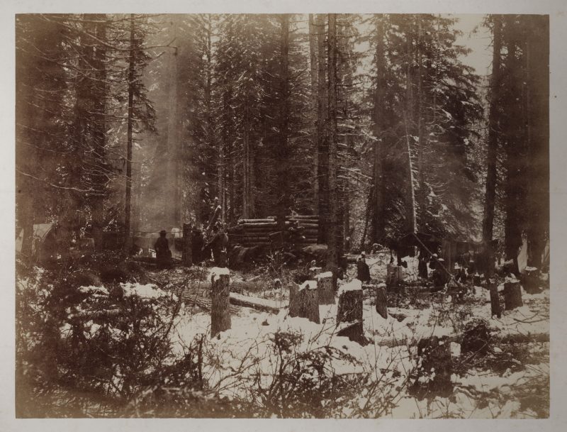 Men log trees surveying the forest.